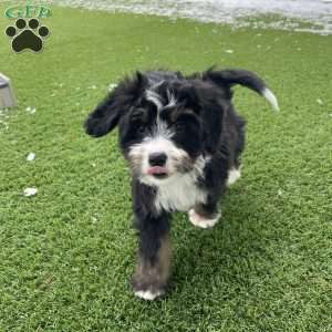 Quinten, Mini Bernedoodle Puppy