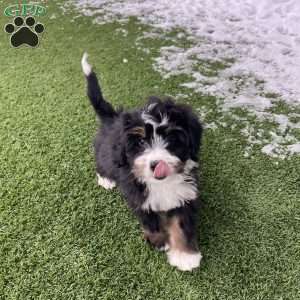 Quinten, Mini Bernedoodle Puppy