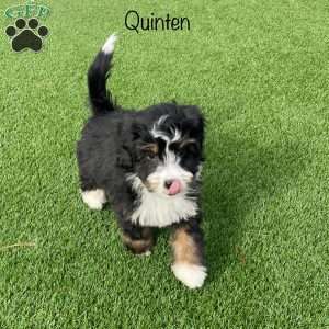 Quinten, Mini Bernedoodle Puppy