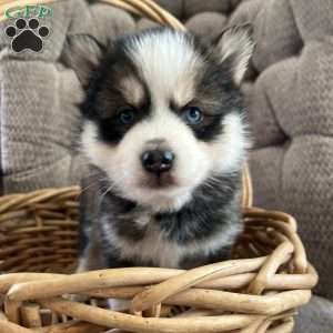 Twinkle, Pomsky Puppy