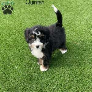 Quinten, Mini Bernedoodle Puppy