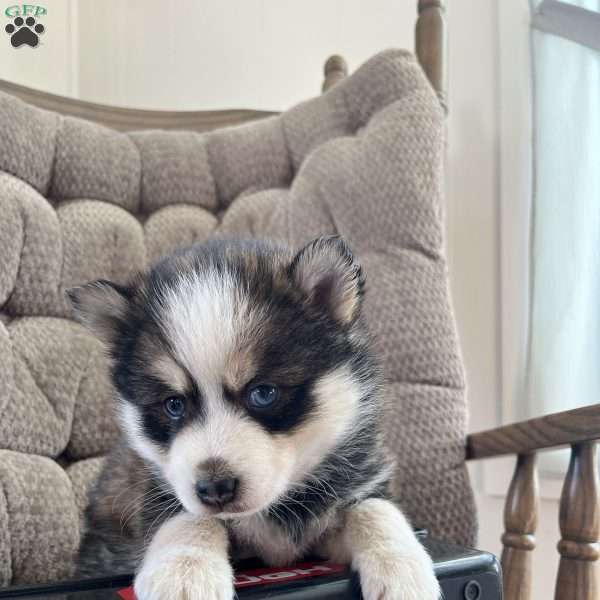 Twinkle, Pomsky Puppy