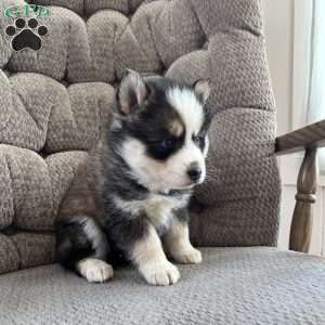 Twinkle, Pomsky Puppy