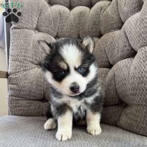 Twinkle, Pomsky Puppy