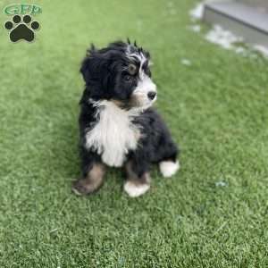 Quinten, Mini Bernedoodle Puppy