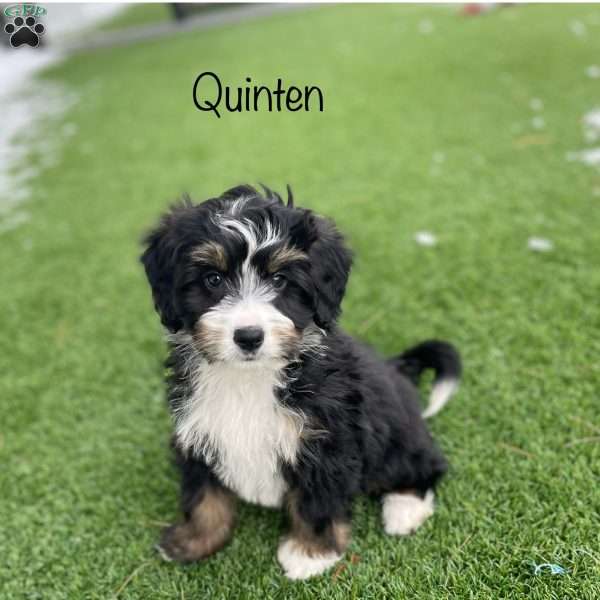 Quinten, Mini Bernedoodle Puppy