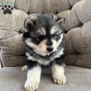 Tanner, Pomsky Puppy