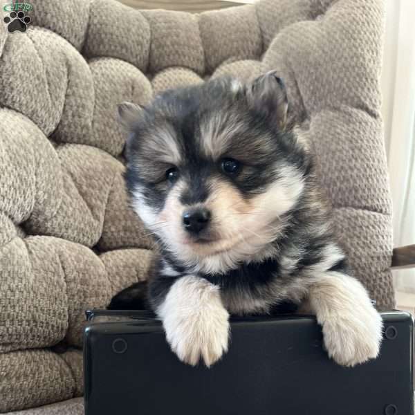 Tanner, Pomsky Puppy