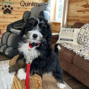 Quinten, Mini Bernedoodle Puppy