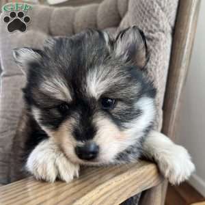 Tanner, Pomsky Puppy