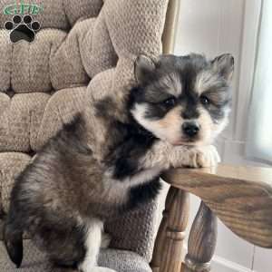 Tanner, Pomsky Puppy