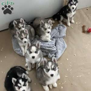 Bella, Siberian Husky Puppy