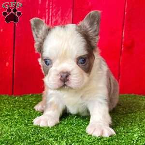 Jax, French Bulldog Puppy