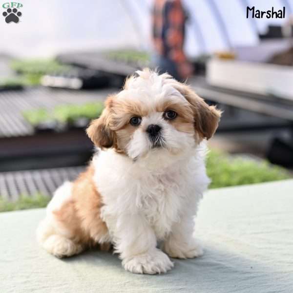 Marshal, Shih Tzu Puppy