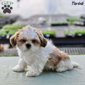 Marshal, Shih Tzu Puppy