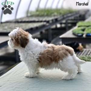 Marshal, Shih Tzu Puppy