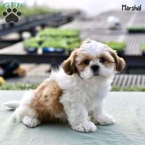 Marshal, Shih Tzu Puppy