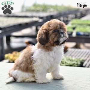 Marjie, Shih Tzu Puppy