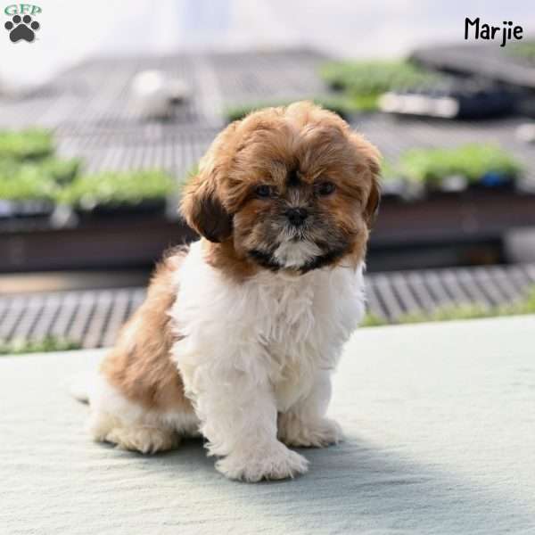 Marjie, Shih Tzu Puppy