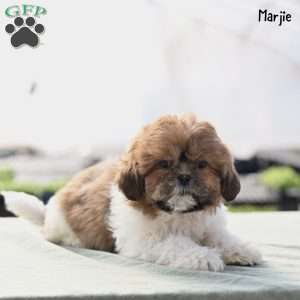 Marjie, Shih Tzu Puppy