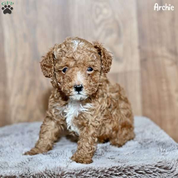 Archie, Toy Poodle Puppy