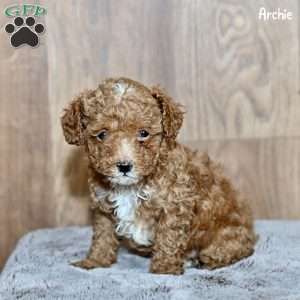 Archie, Toy Poodle Puppy