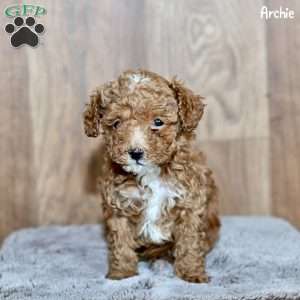 Archie, Toy Poodle Puppy