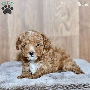 Archie, Toy Poodle Puppy