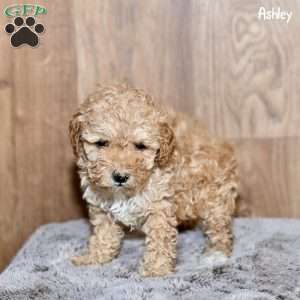 Ashley, Toy Poodle Puppy