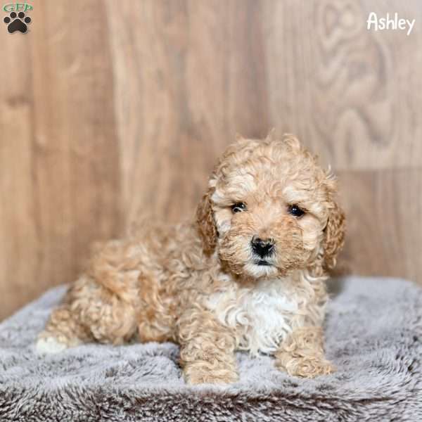 Ashley, Toy Poodle Puppy