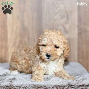 Ashley, Toy Poodle Puppy