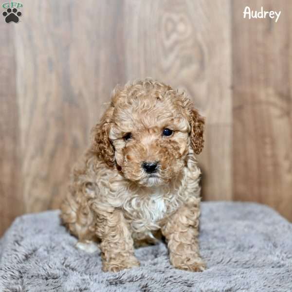 Audrey, Toy Poodle Puppy