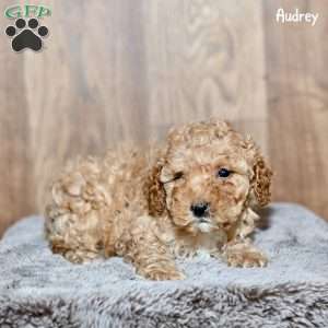 Audrey, Toy Poodle Puppy