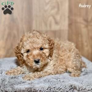 Audrey, Toy Poodle Puppy