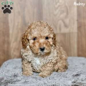 Audrey, Toy Poodle Puppy