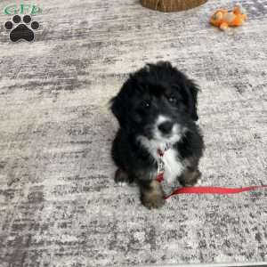 Nico, Mini Bernedoodle Puppy