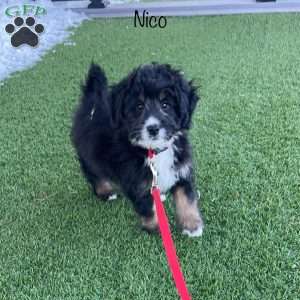 Nico, Mini Bernedoodle Puppy