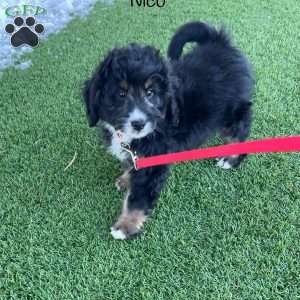 Nico, Mini Bernedoodle Puppy