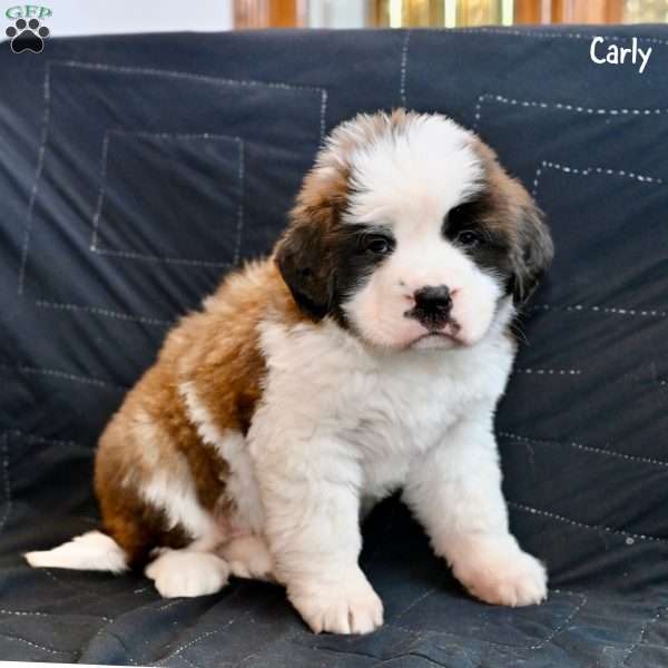 Carly, Saint Bernard Puppy