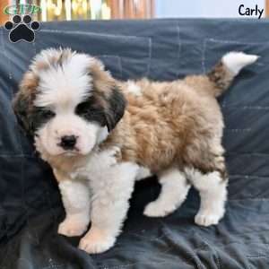 Carly, Saint Bernard Puppy