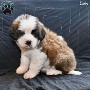 Carly, Saint Bernard Puppy