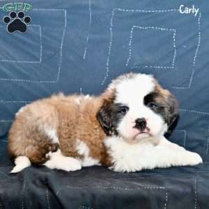 Carly, Saint Bernard Puppy