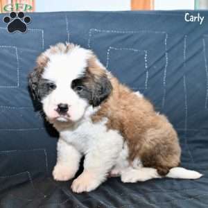 Carly, Saint Bernard Puppy