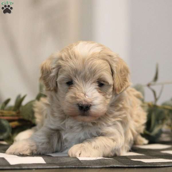 Patience, Maltipoo Puppy