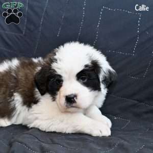 Callie, Saint Bernard Puppy