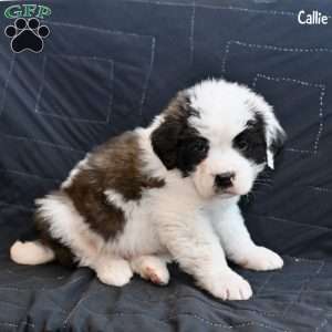 Callie, Saint Bernard Puppy