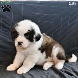 Callie, Saint Bernard Puppy