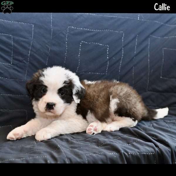 Callie, Saint Bernard Puppy