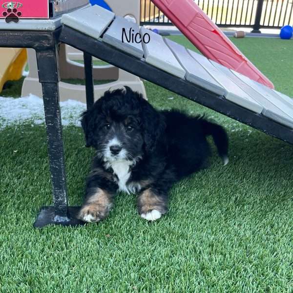 Nico, Mini Bernedoodle Puppy