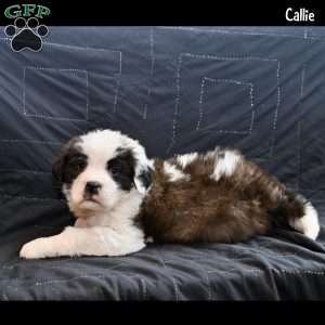 Callie, Saint Bernard Puppy